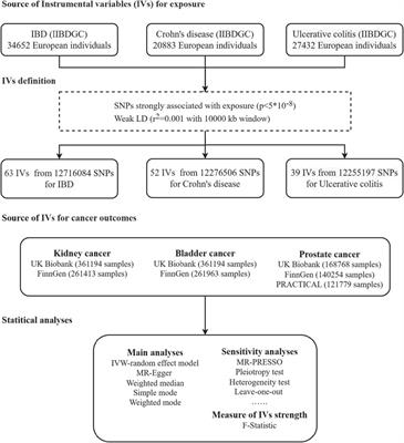 Two-sample Mendelian randomization study reveals no causal relationship between inflammatory bowel disease and urological cancers
